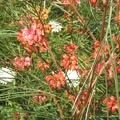 Flowers Exhibition 018