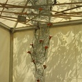 Flowers Exhibition 020