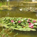 Flowers Exhibition 022