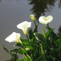 Flowers Exhibition 026