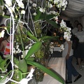 Flowers Exhibition 027