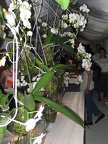 Flowers Exhibition 027