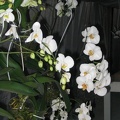 Flowers Exhibition 028