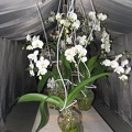 Flowers Exhibition 029