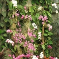 Flowers Exhibition 032