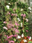Flowers Exhibition 032