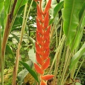 Flowers Exhibition 037