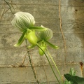 Flowers Exhibition 041