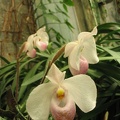 Flowers Exhibition 042