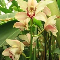 Flowers Exhibition 043