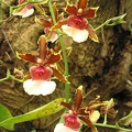 Flowers Exhibition 046
