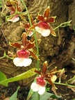 Flowers Exhibition 046