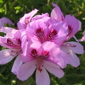 Flowers Exhibition 049