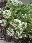 Mother's Flowers 001