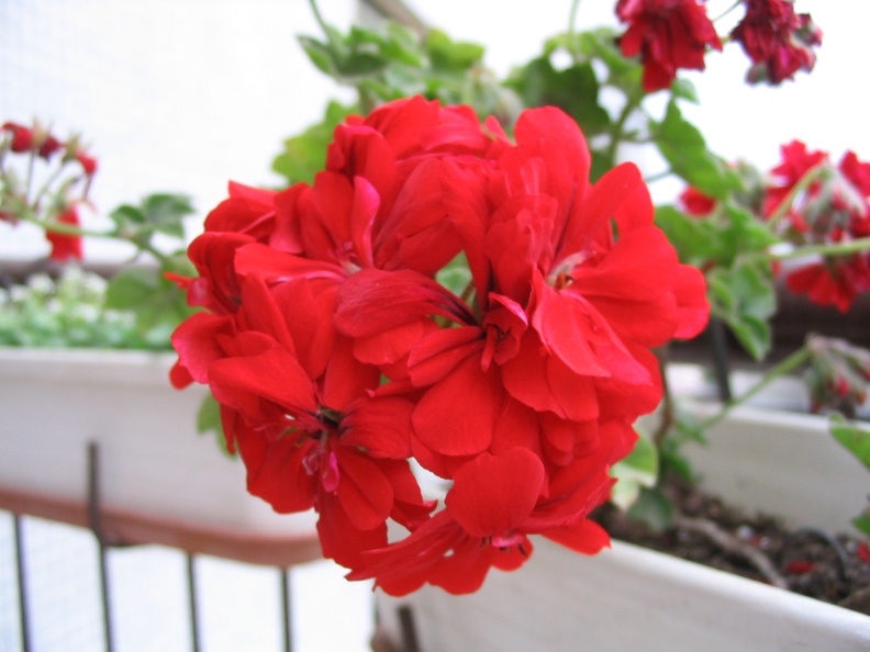 Mother's Flowers 002