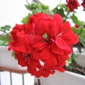 Mother's Flowers 002