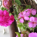 Mother's Flowers 004