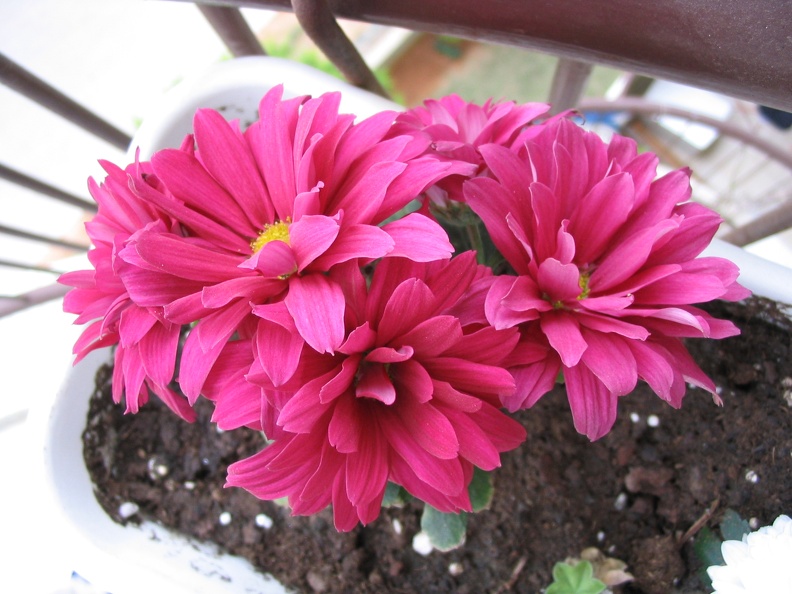 Mother's Flowers 005