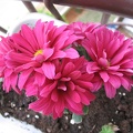 Mother's Flowers 005