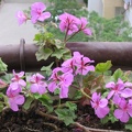 Mother's Flowers 007