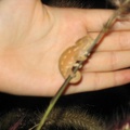 Little Chameleon
(see the size!)