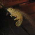 Little Chameleon
Taken: 14-Oct-2004