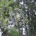 Canada Park 001