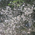 Canada Park 006