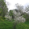 Canada Park 008