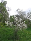 Canada Park 008
