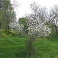 Canada Park 009