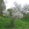 Canada Park 010