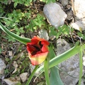 Canada Park 021