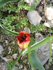 Canada Park 021