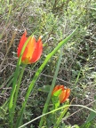 Canada Park 024