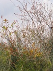 Canada Park 050