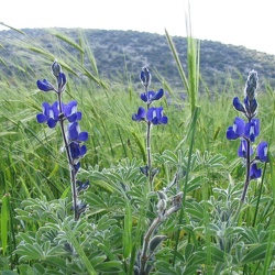 Beit-Shemesh Area, 19-Mar-2005
