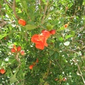 Beit Govrin 015