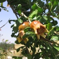 Beit Govrin 018