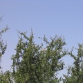 Beit Govrin 028