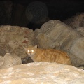 &quot;Sea Cat&quot;
Naharia, 28-Feb-2005