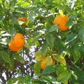 Upper Galilee 014