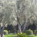 Upper Galilee 030