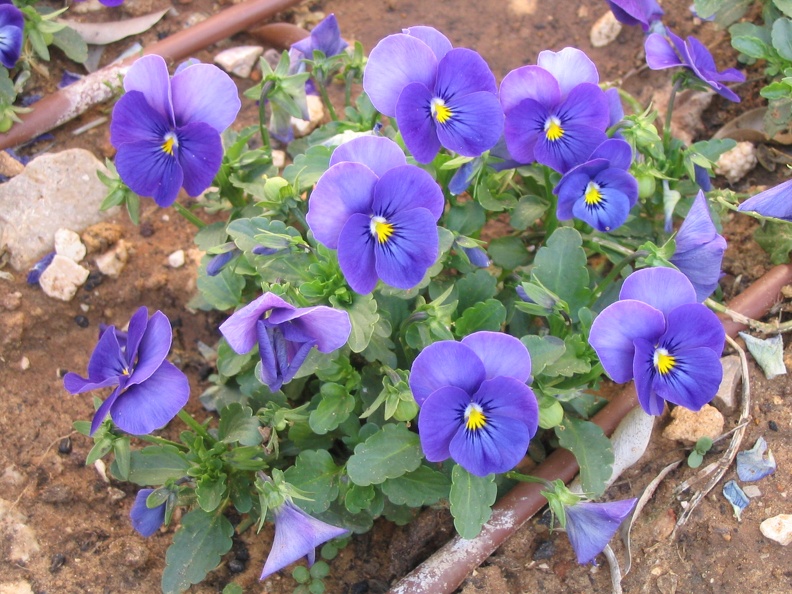 Upper Galilee 043