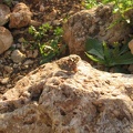 Upper Galilee 050