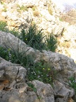 Upper Galilee 056
