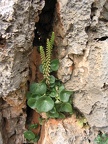 Upper Galilee 081