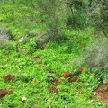 Upper Galilee 091