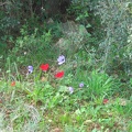 Upper Galilee 092