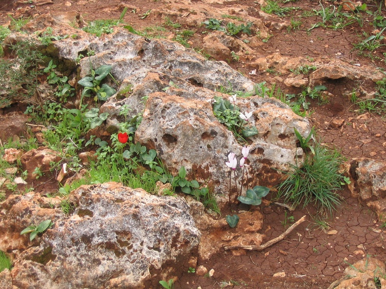 Upper Galilee 106